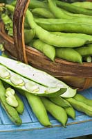 Freshly harvested broad beans, close up shot outside in trug on garden chair, variety 'Aquadulce' , UK, June