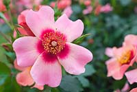 Rosa For Your Eyes Only 'Cheweyesup' PBR. Rose of the year 2015