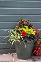 Container planted with Chlorophytum comosum - Spider plant, Solenostemon - Coleus, Begonia and Ipomoea