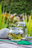 Pond dipping. Net and glass jars with pond life
