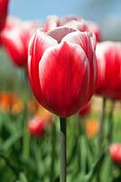 Tulipa 'Timeless' - Tulip