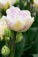 Tulipa 'Normandie'