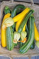 Home grown courgettes, various varieties and sizes in rustic basket, ready for the kitchen