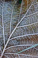 Hazel Leaf, close up view of frost