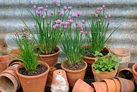 Chives in terracotta pots against corrugated metal