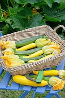 Home grown courgettes, various varieties and sizes in rustic basket on garden chair, ready for the kitchen