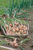 Allotment shallots 'Jermor' in wicker basket