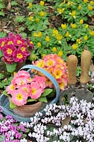Springtime flower border with spring flowering cyclamen, aconites, blue trug with primroses ready for planting and garden tools