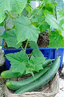 Home grown greenhouse Cucumbers 'Femspot' growing in old grocery trays, ripe fruit ready for the kitchen
