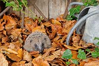 Hedgehog - Erinaceus europaeus foraging for food in urban garden amongst autumn leaves 
