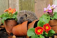 European Hedgehog - Erinaceus europaeus exploring amongst primroses and terracotta flowerpots