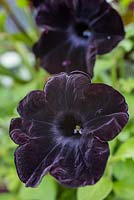 Petunia 'Black Velvet'