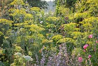 Herbs and medicinal plants flowering in a cottage garden, Anethum graveolens, Cichorium intybus, Daucus carota, Lavatera trimestris, Salvia sclarea var. turkestanica