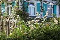 Scene from a cottage garden with picket fence and traditional house with shutters and wall trained fruit trees. Alcea 'Parkfrieden'