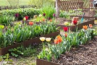Tulips in a modern cottage garden with corten stale framed patches