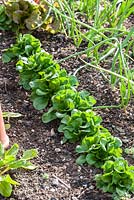 Valerianella locusta and Allium tuberosum in vegetable patch