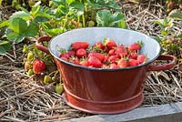 Freshly picked strawberries in enamelled colander next to plants mulched with straw