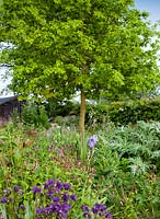 Gabriel's Garden, Norfolk. May, Spring. View of mixed summer border. Oak tree. 