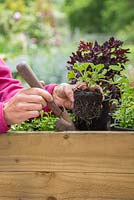 Planting Pelargonium 'Lord Bute' plugs