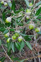 Quercus ilex, the evergreen oak, holm oak or holly oak, showing acorns