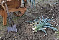 Lifting last of the overwintering Leeks, with traditional wooden wheelbarrow, garden fork and spade