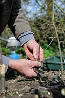 Fruit Propagation, 'whip and tongue grafting', Gardener grafting Apple on to M26 grafting stock, applying the scion