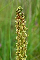 Man Orchid - Orchis anthropophora, growing on coastal dunes