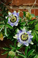 Passion flower, flowering against cottage wall