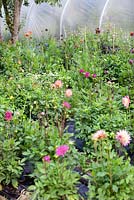 Mixed Dahlias at Gabriel's Garden, Norfolk, July, Summer.