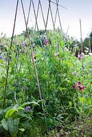 Sweetpeas mixed growing up canes