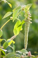 Amaranthus caudatus Viridis - Green Amaranth