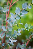 Young foliage of Eucalyptus gunnii - Cider Gum