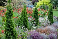 Mixed border with Thuja occidentalis 'Degroot's Spire'
