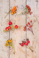 Collection of Rose hips from various Roses. Rosa 'Francis E. Lester', Rosa 'Treasure Trove', Rosa 'Shropshire Lass', Rosa 'The Generous Gardener', Rosa 'Scabrosa' and Rosa polyantha 'Grandiflora'. 