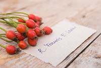 Rosa 'Francis E. Lester' - Rose hips with label. 