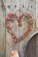 Euonymus - Spindle heart wreath.