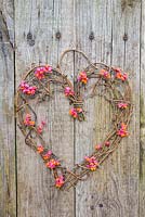 Euonymus - Spindle heart wreath. 