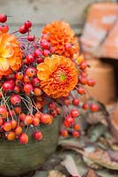 Autumnal floral display of rose hips from Rosa filipes 'Kiftsgate'. 