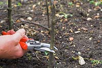 Plantsman grafting Apples Banns, Nelson, American Mother, Pitmaston Pineapple, on to M26 dwarf rootstock, North Norfolk, Uk, April