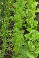 Spring onions, carrots and lettuce in small vegetable garden