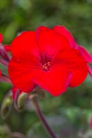 Zonal - Ivy Geranium hybrid cross 'Sarita Dark Red' Red Fox series