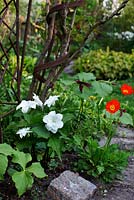 Trillium grandiflorum 'Flore Pleno' in spring border with plant support and poppies