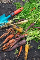 Freshly harvested mixed carrots in small vegetable patch