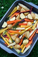 Baking tin with fresh vegetables from the garden - carrots, potato and thyme