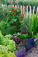 Small allotment garden with vegetables - potato, lettuce, spring onion, carrots, Nasturtium and mixed flowers
