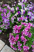 Viola cornuta in small allotment garden
