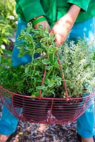 Boy holding basket with herbs to plant out in garden, mint, thyme