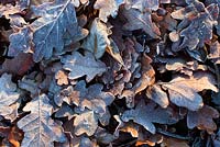 Quercus - oak leaves and acorns with frost on ground in November