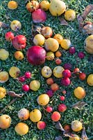 Malus evita, malus x atrosanguinea and other mixed crabapples on frozen lawn in november