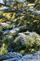 Abies amabilis - Pacific silver fir with frost, november